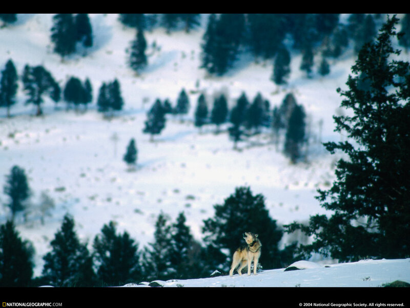 Wolf Howling in Snow — White, Serene