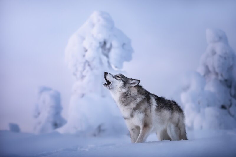 Wolf Howling in Snow — White, Serene, Winter