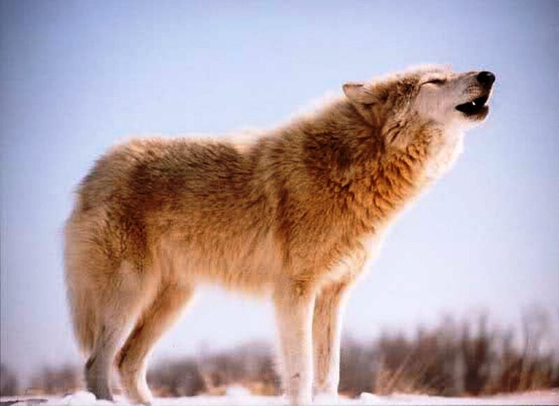Wolf Howling in Snow — White, Solemn