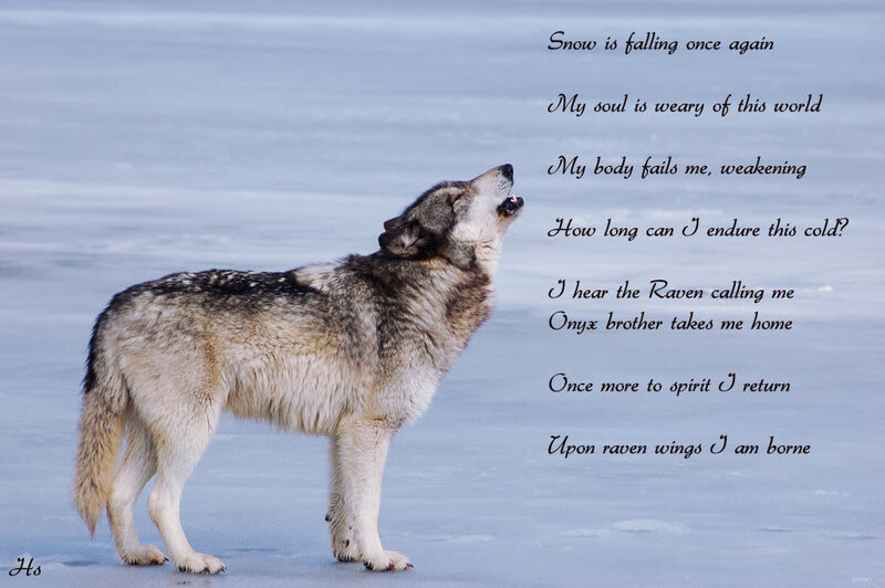 Wolf Howling in Snow — White