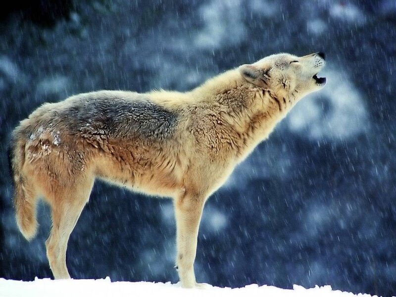 Wolf Howling in Snow — White, Winter