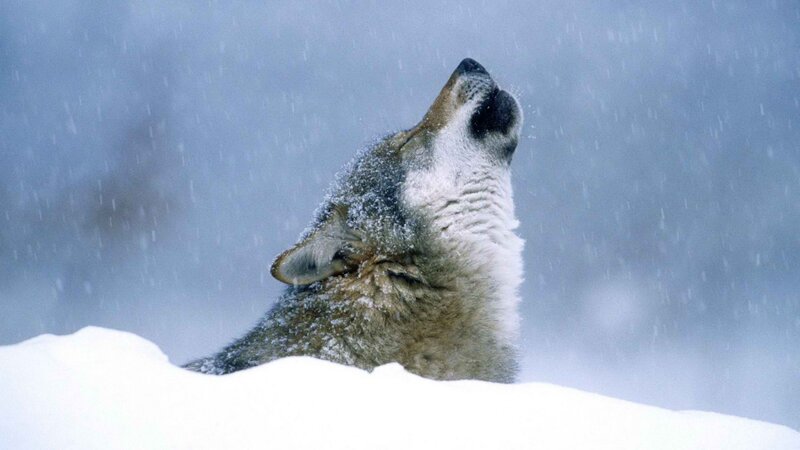 wolf howling in snowstorm