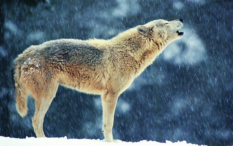 wolf howling in snowstorm