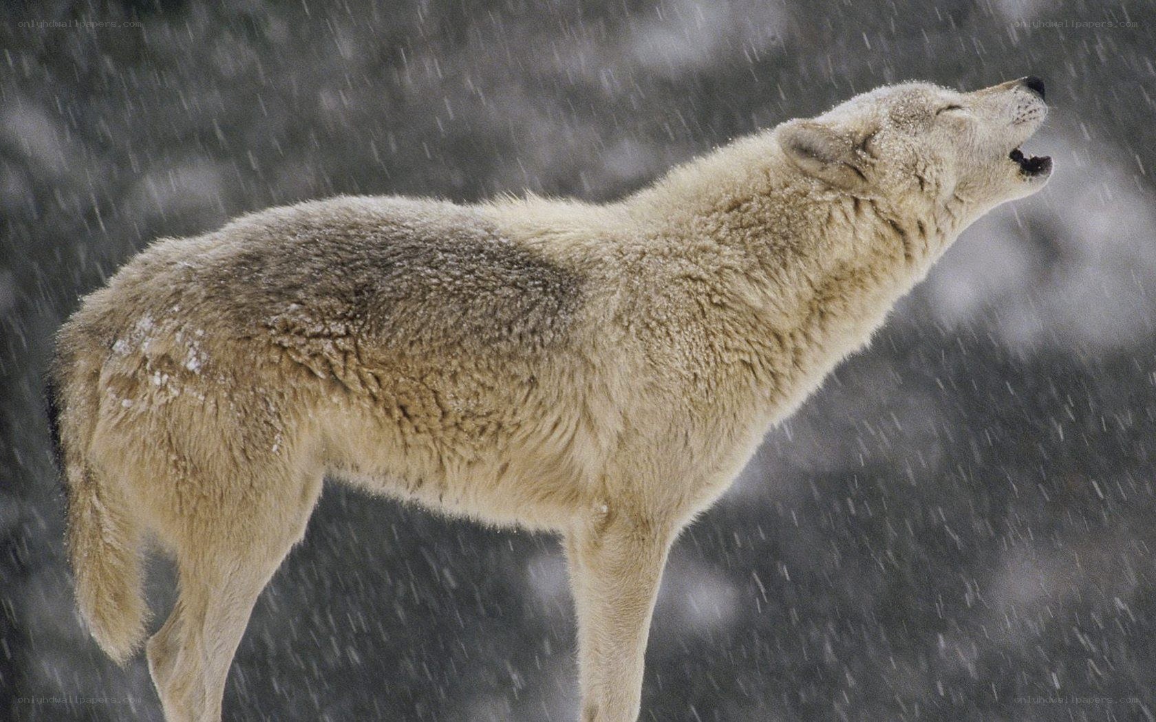wolf howling in snowstorm