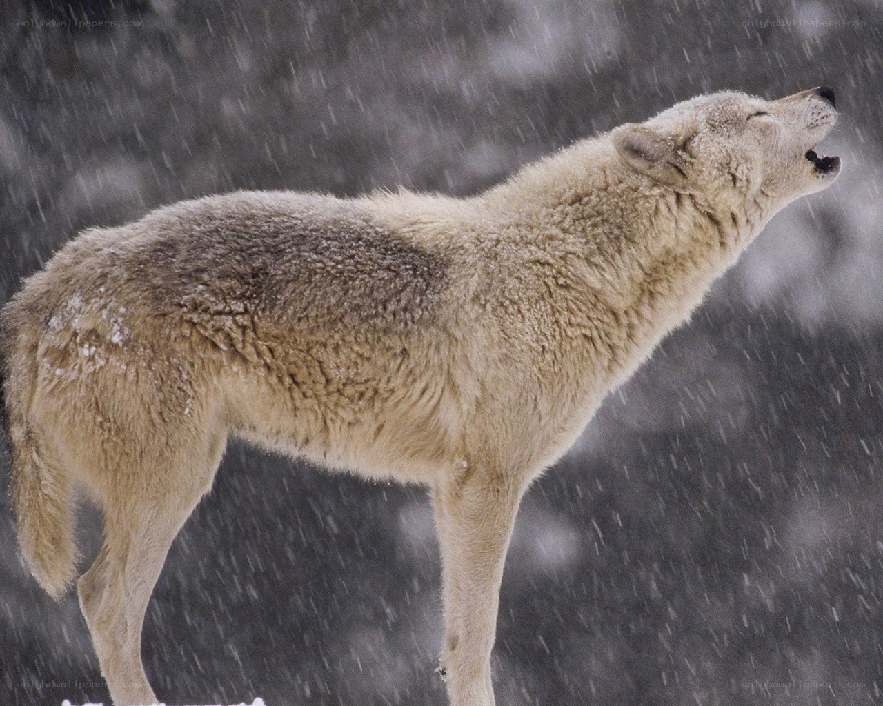 wolf howling in snowstorm