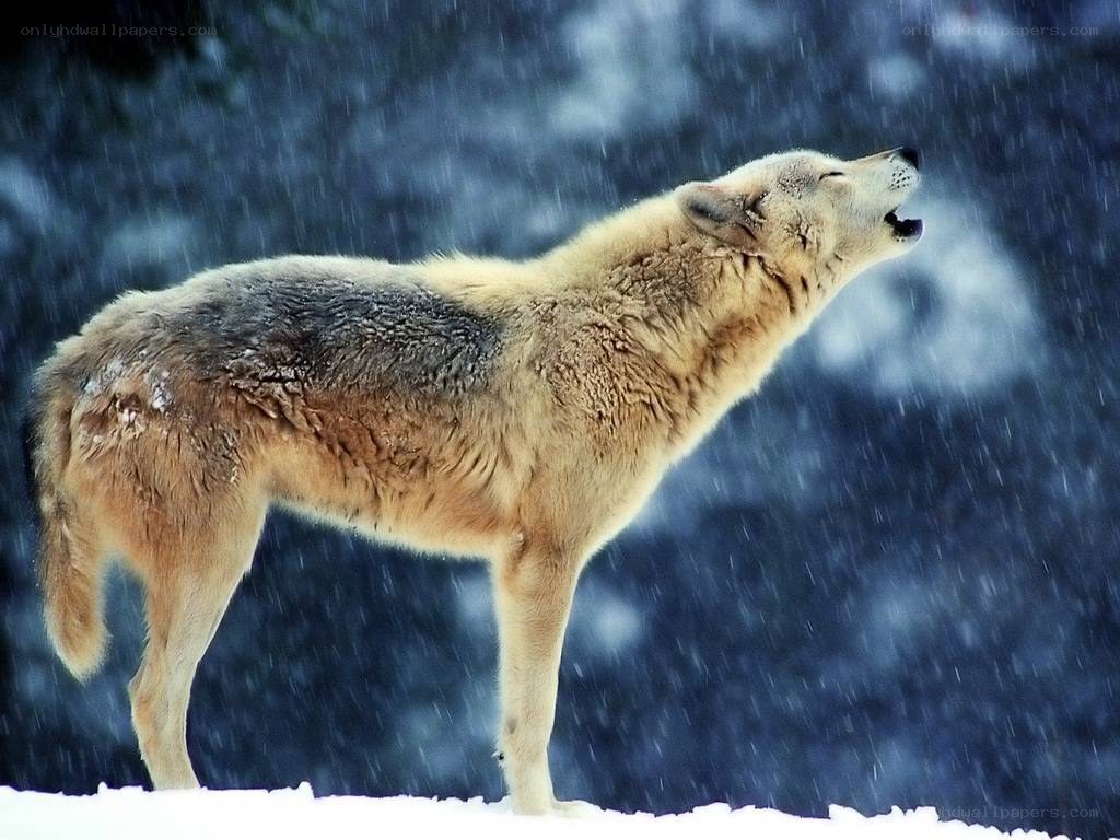 wolf howling in snowstorm