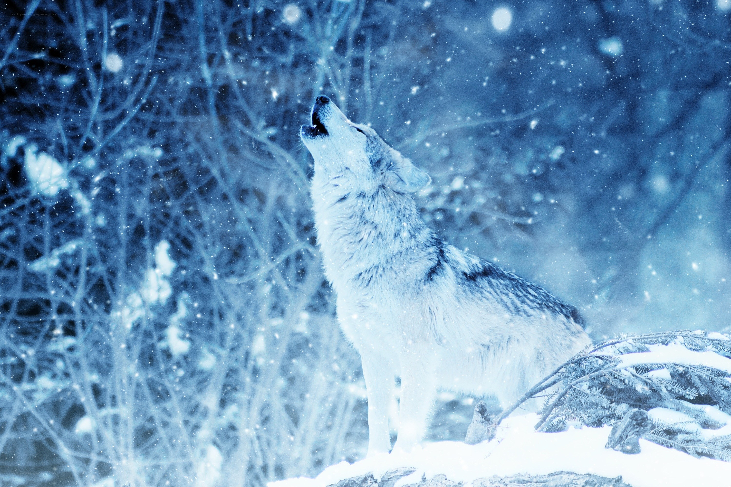 wolf howling in snowstorm