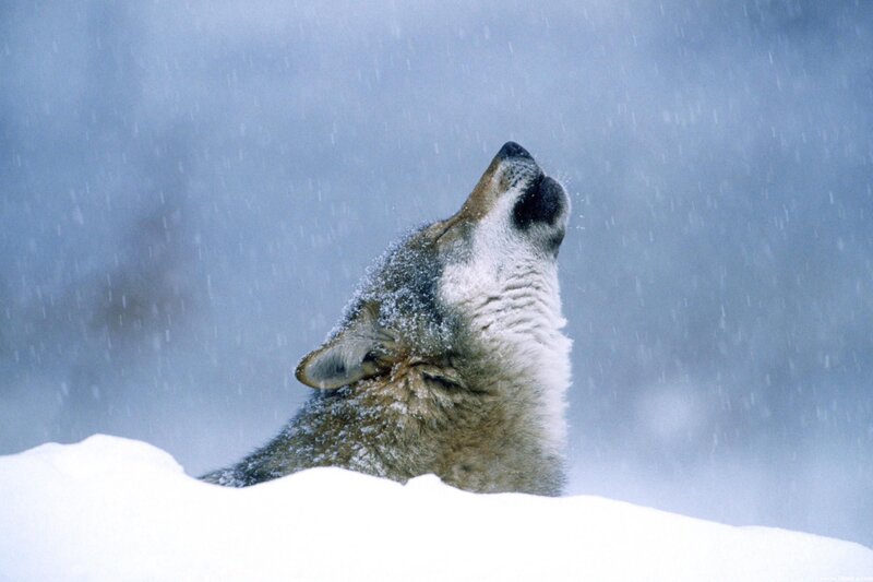 wolf howling in snowstorm