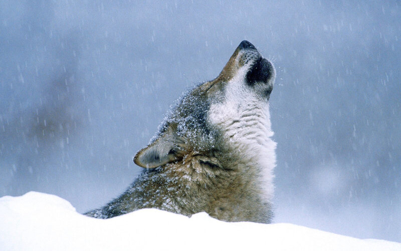 wolf howling in snowstorm