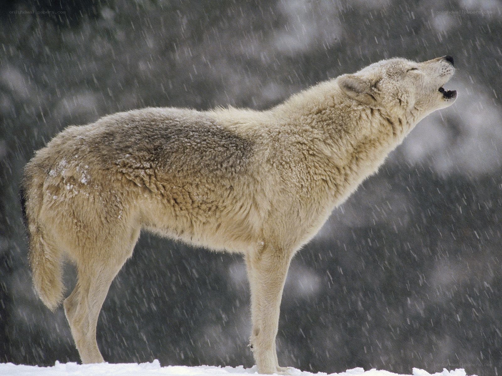 wolf howling in snowstorm