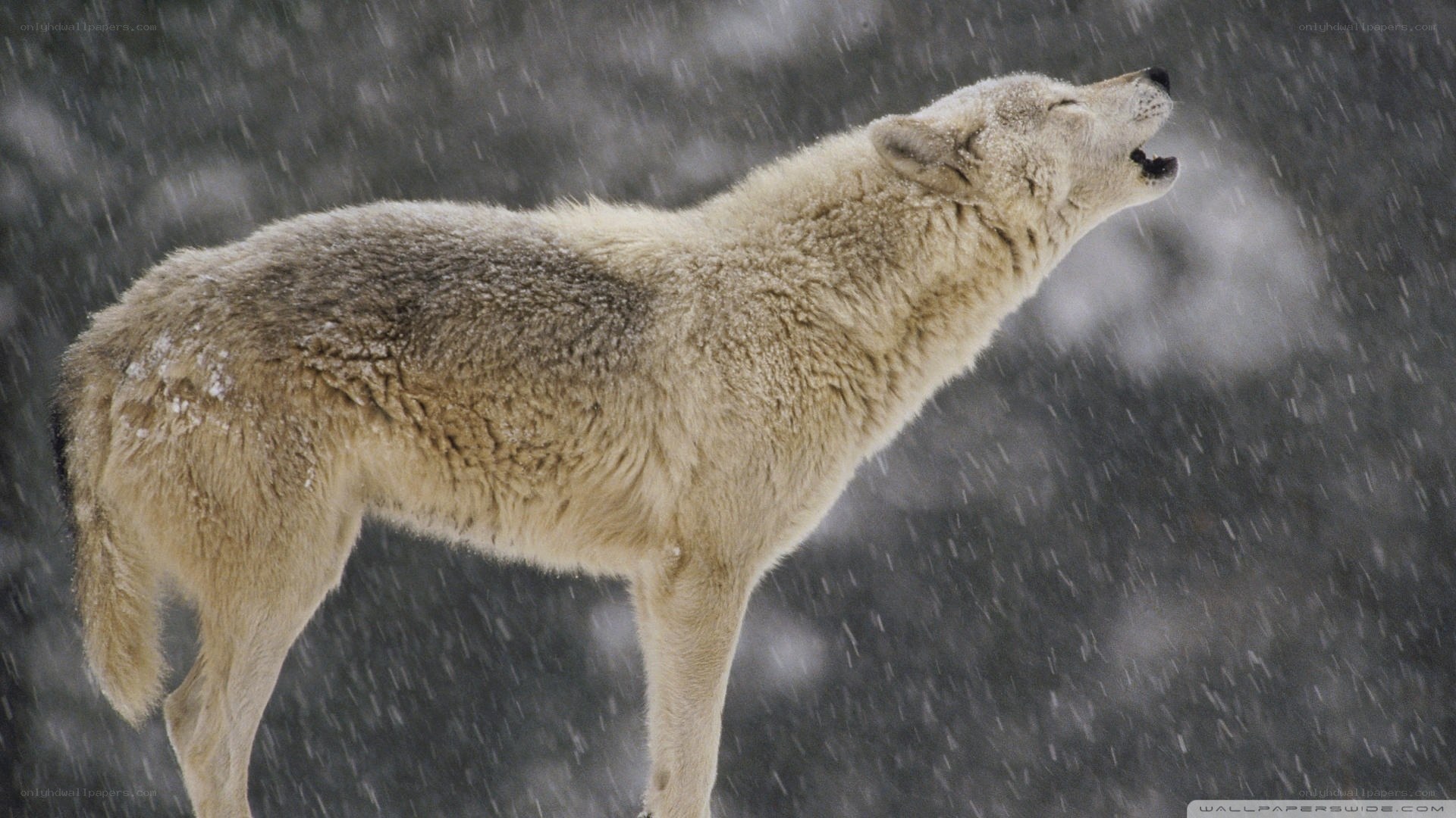 wolf howling in snowstorm