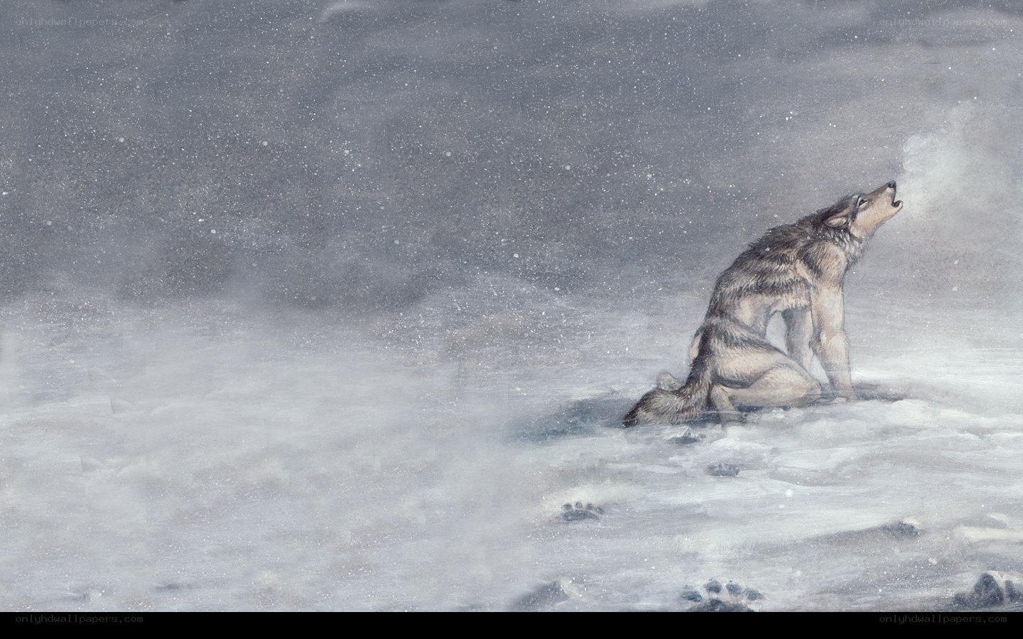 wolf howling in snowstorm