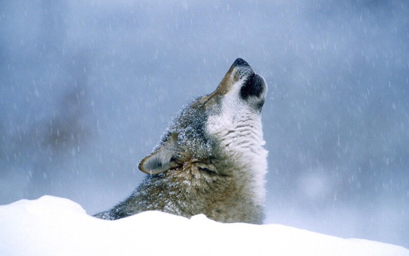 wolf howling in snowstorm
