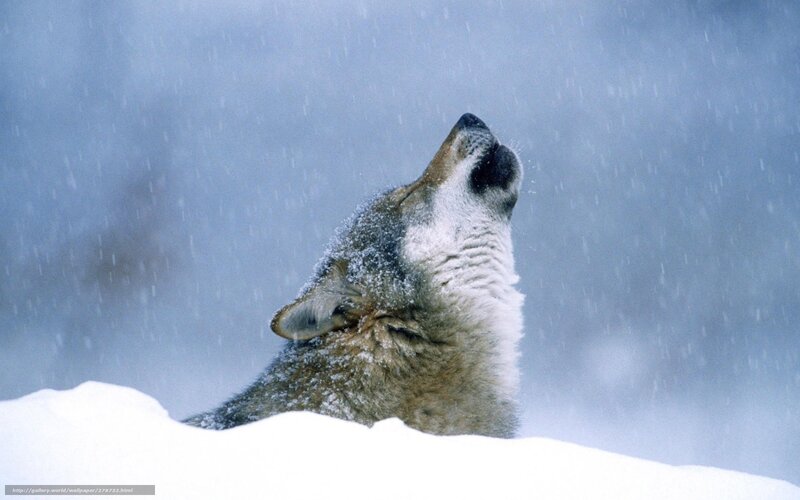 wolf howling in snowstorm