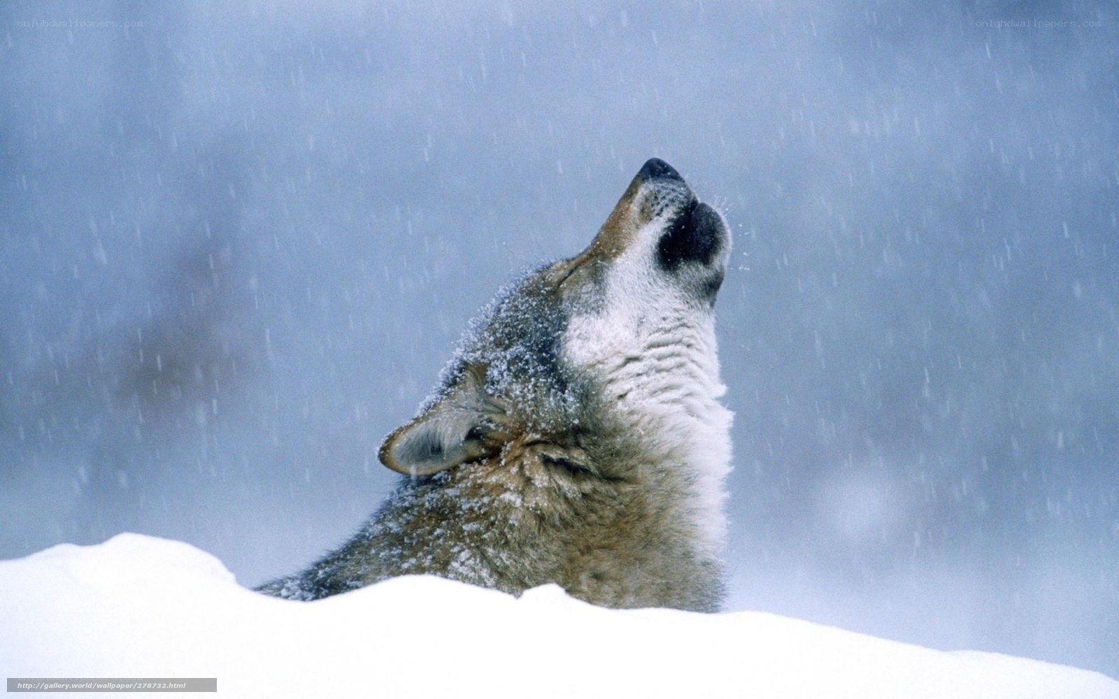 wolf howling in snowstorm