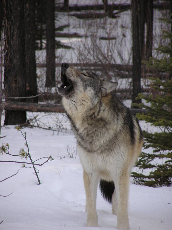 wolf howling in snowy forest
