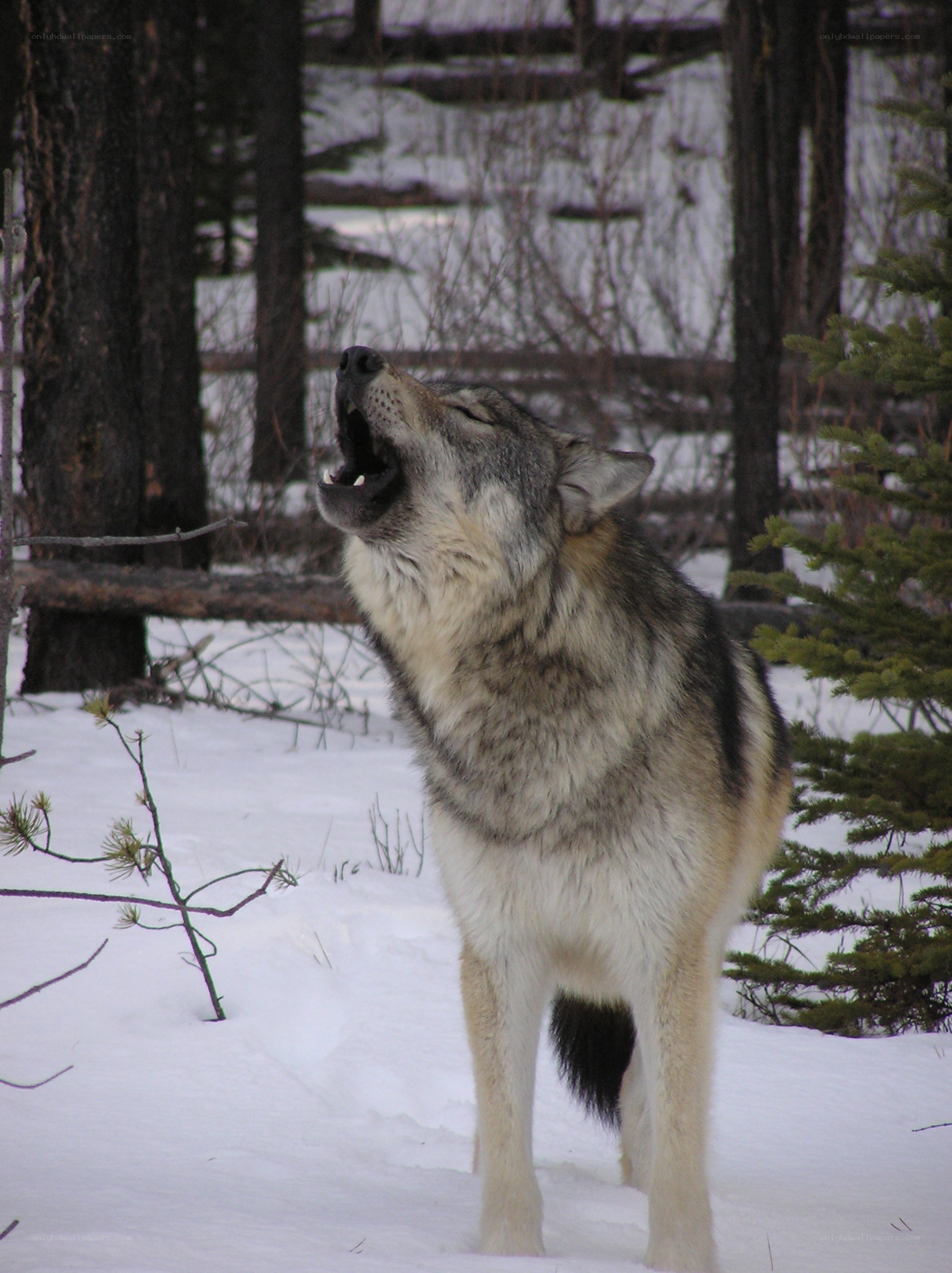 wolf howling in snowy forest