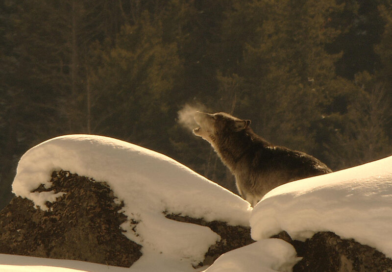 wolf howling in snowy forest