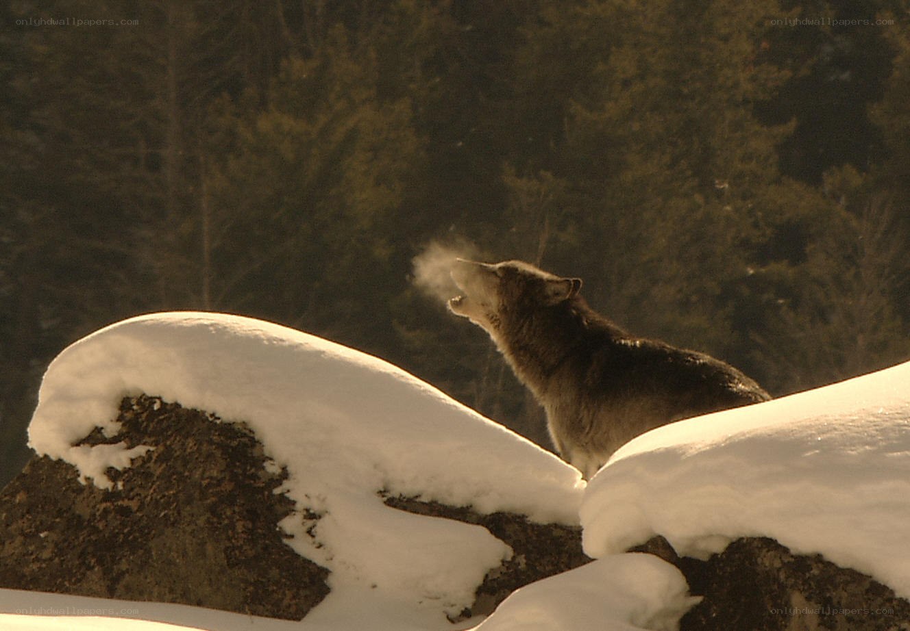 wolf howling in snowy forest
