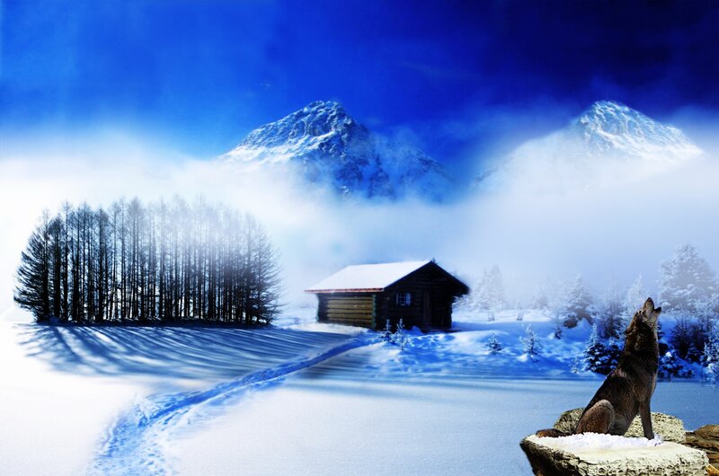 Wolf howling in snowy mountains