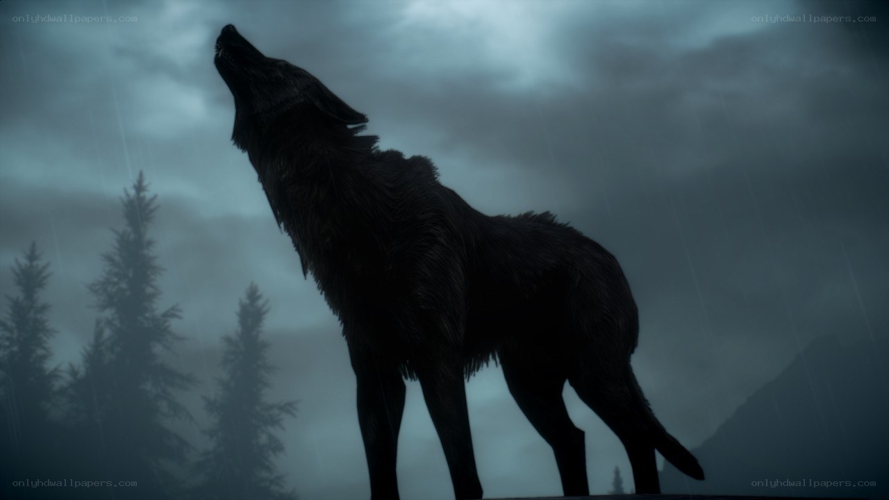 wolf howling in storm