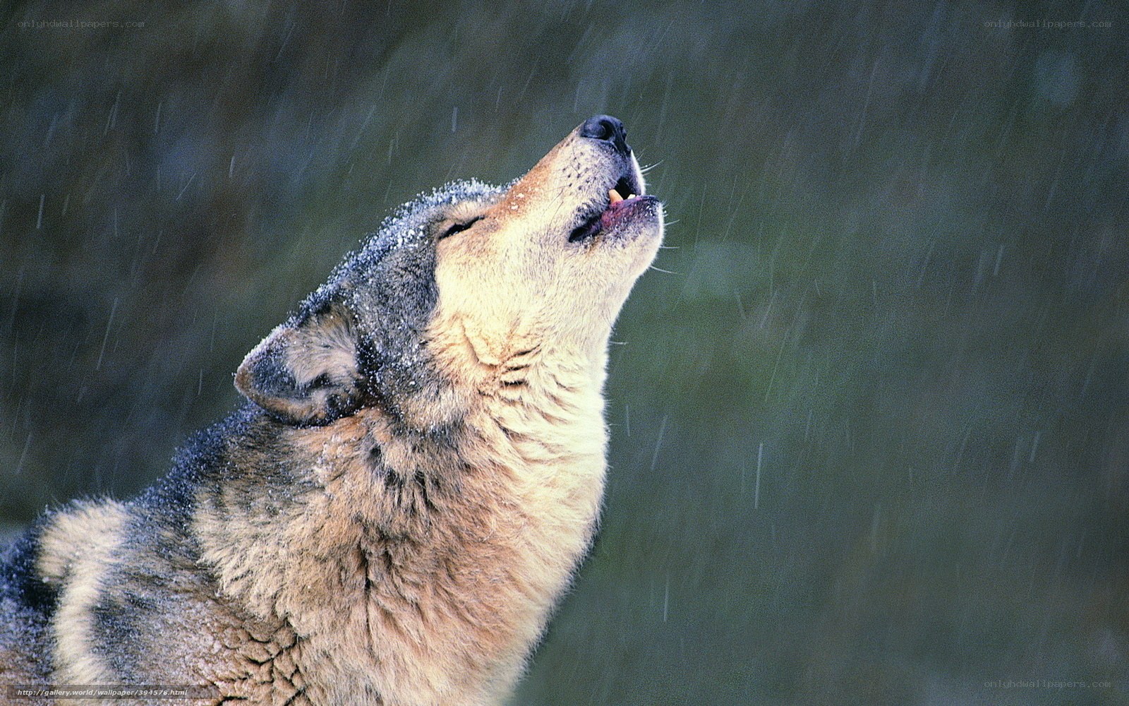 wolf howling in the rain