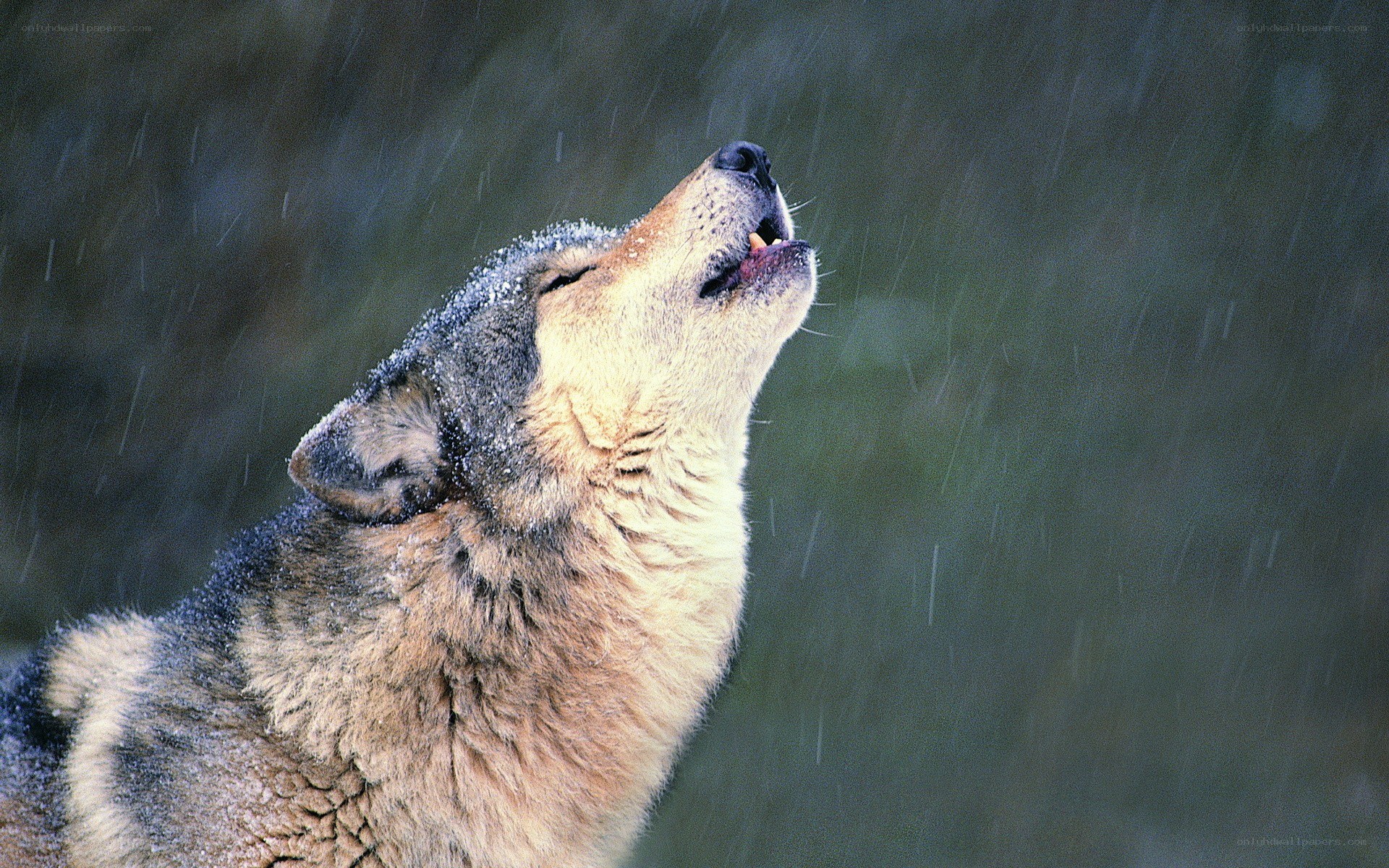 wolf howling in the rain