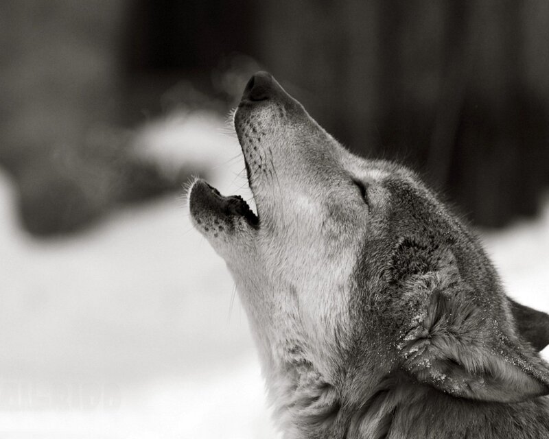 wolf howling in the snow