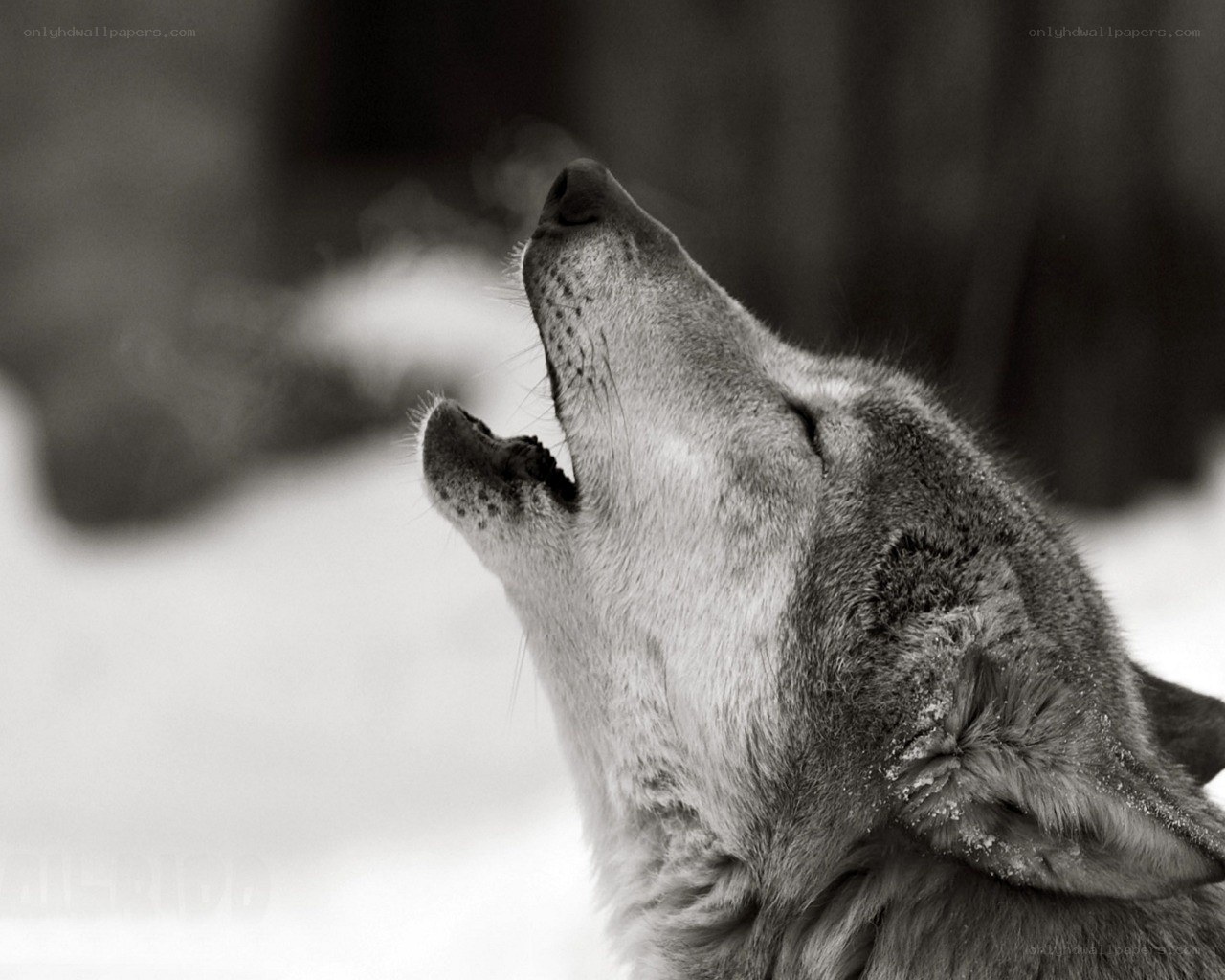 wolf howling in the snow