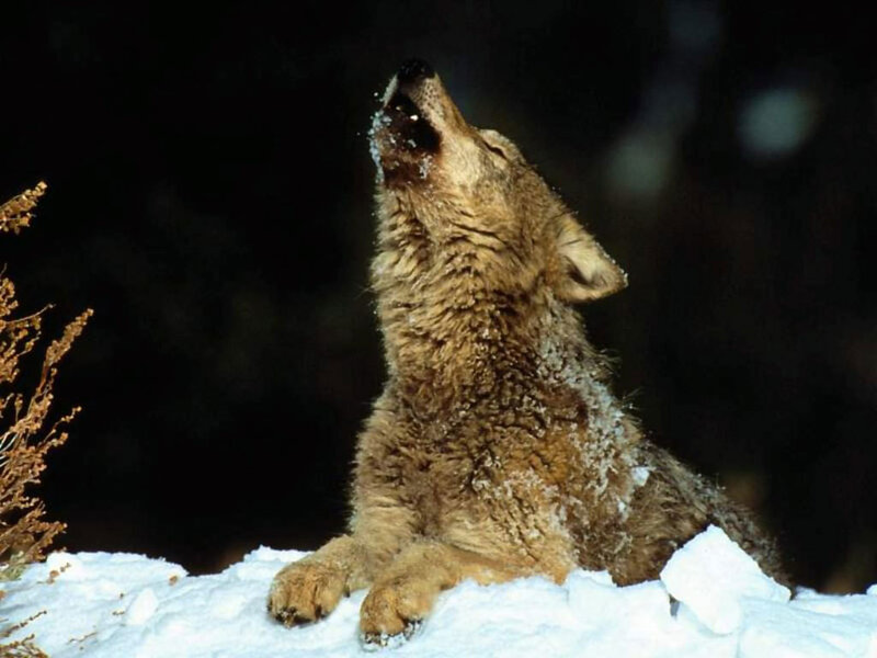wolf howling in the snow