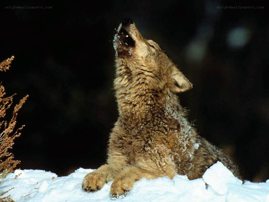 wolf howling in the snow