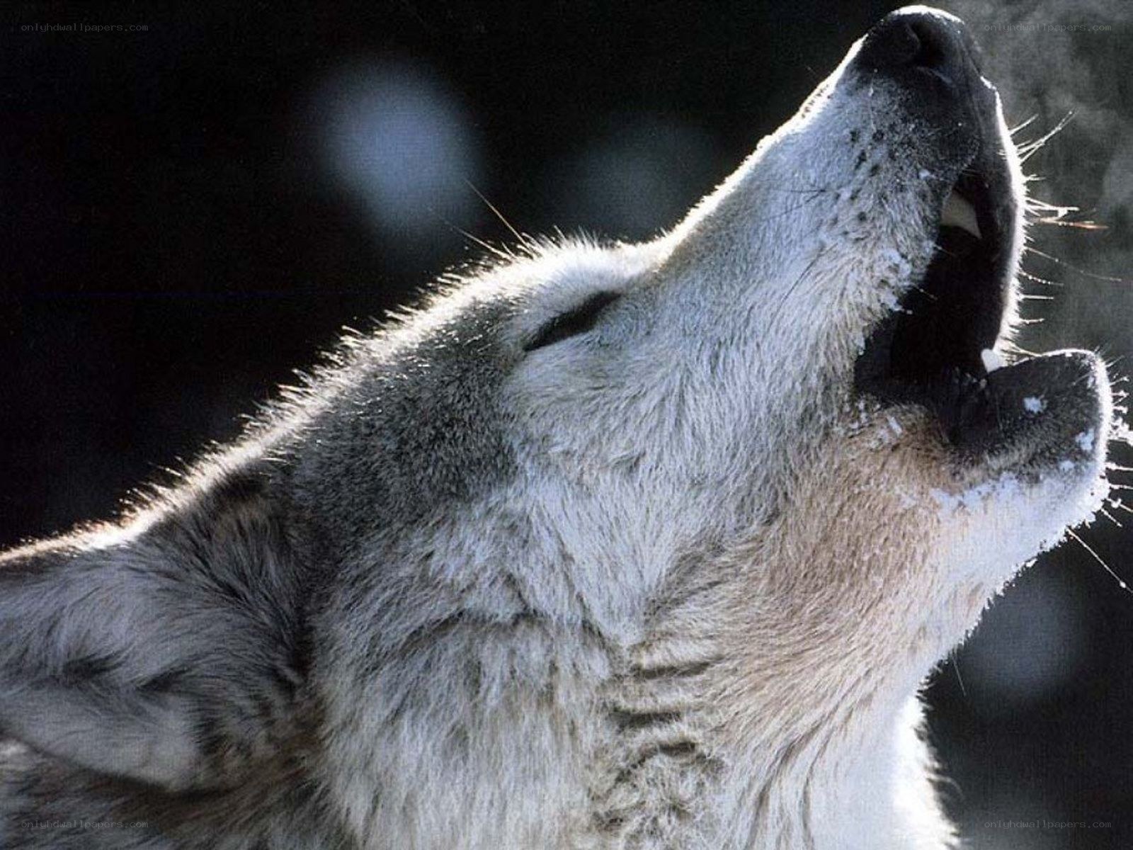 wolf howling in winter