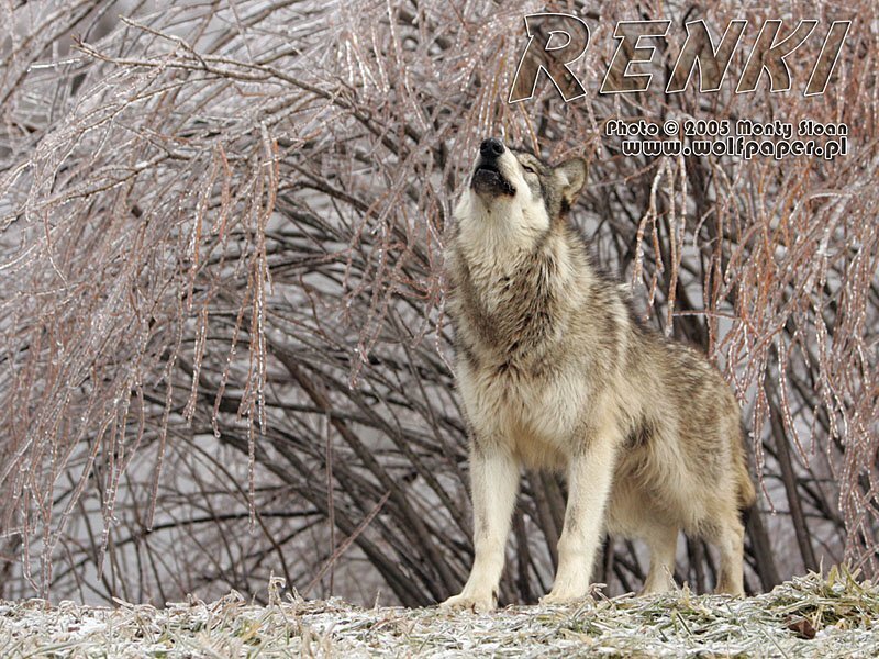 Wolf Howling in Winter — Gray