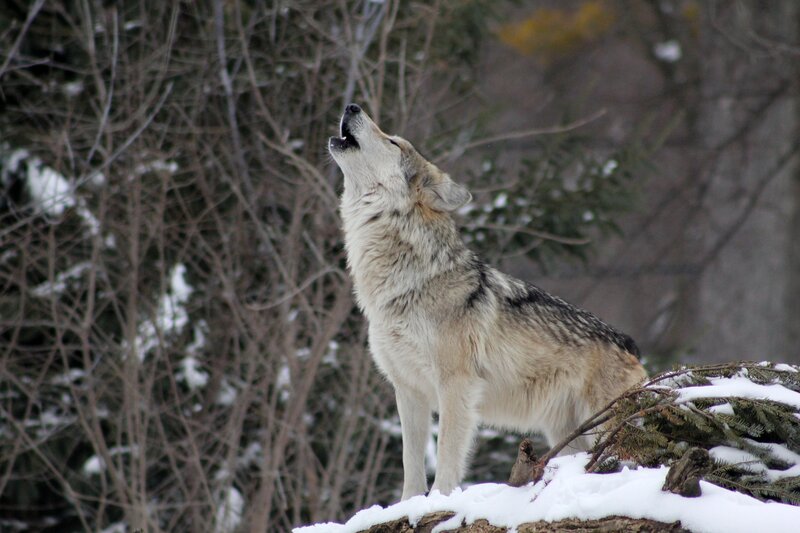 wolf howling in winter
