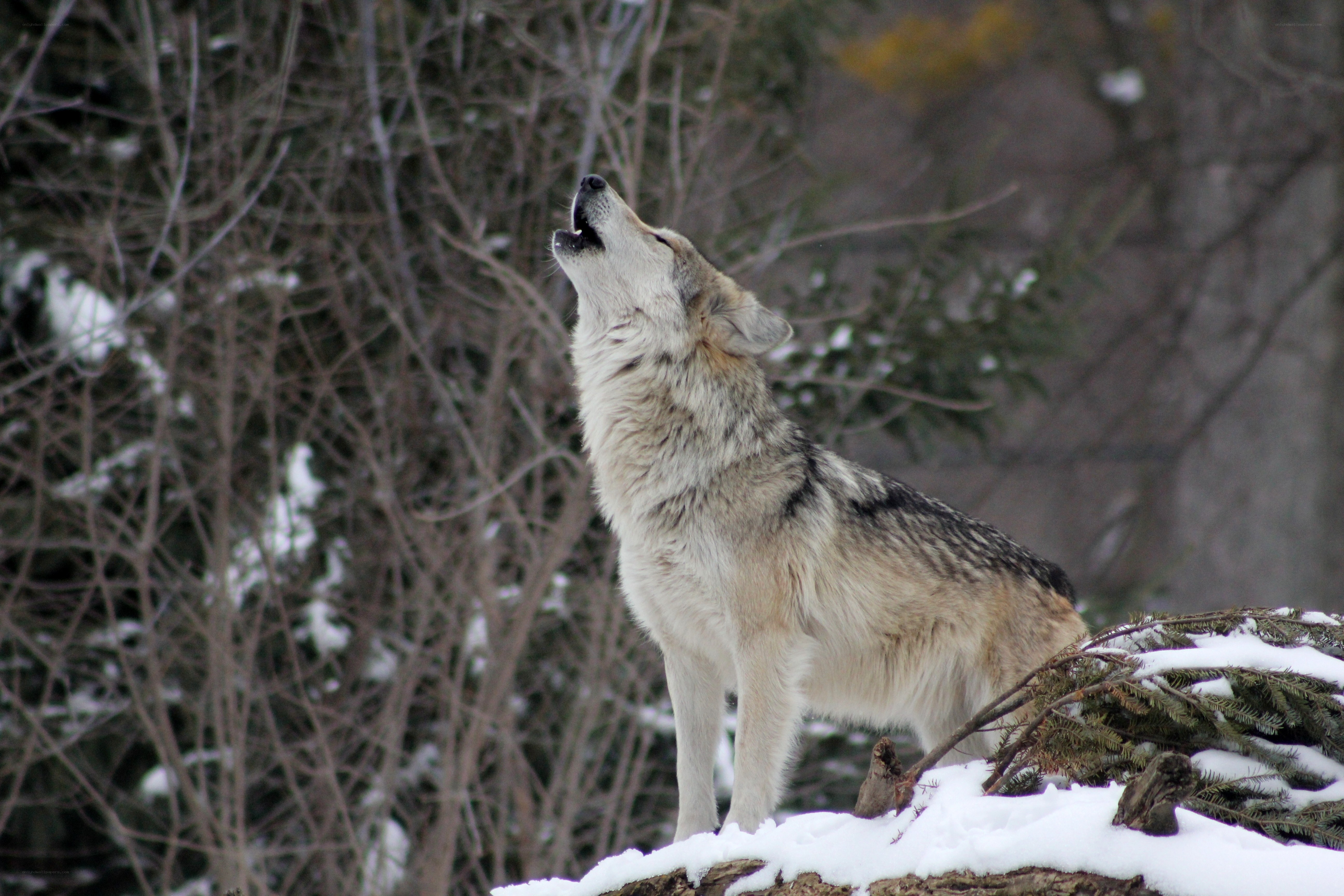 wolf howling in winter