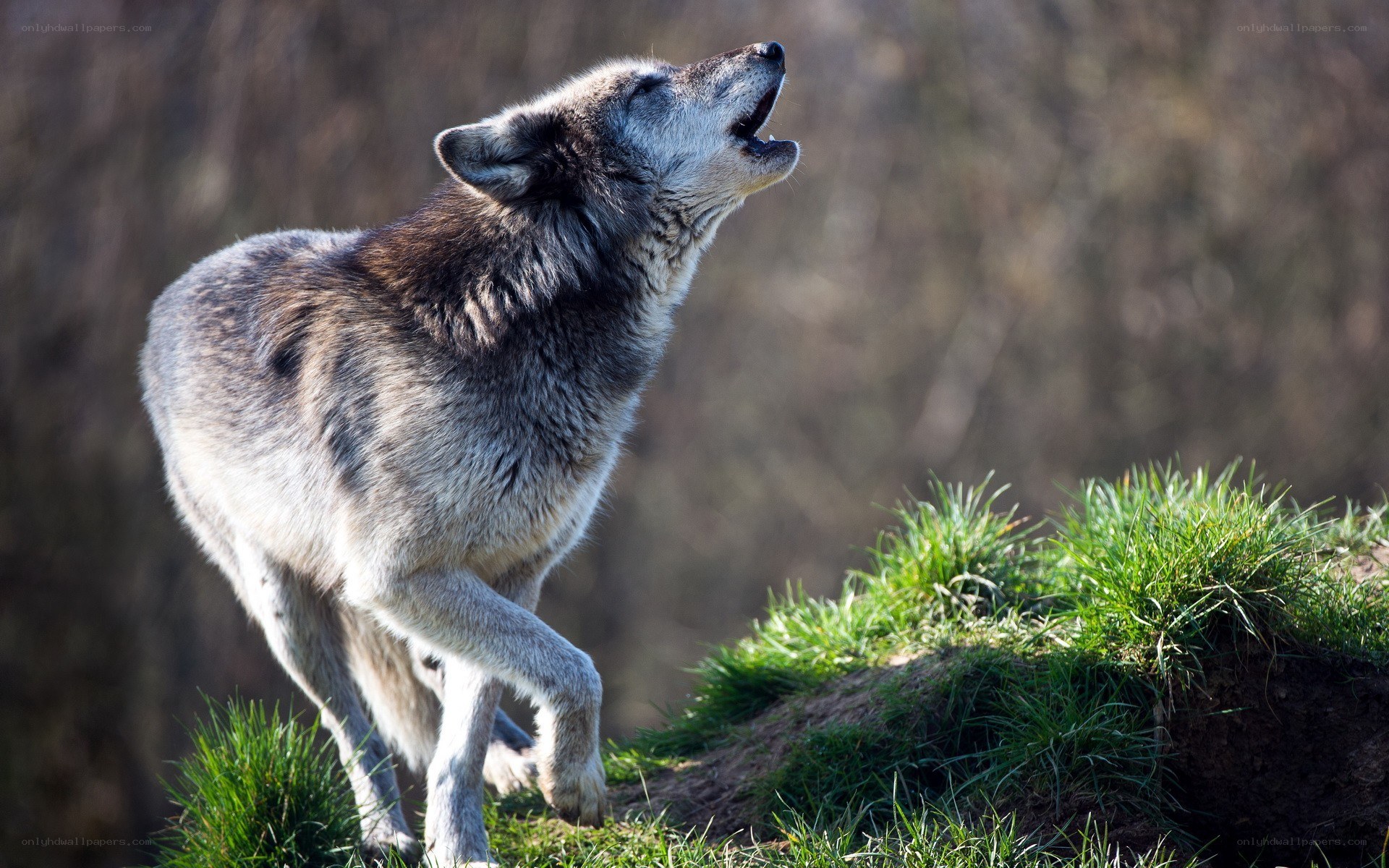 wolf howling on a hill