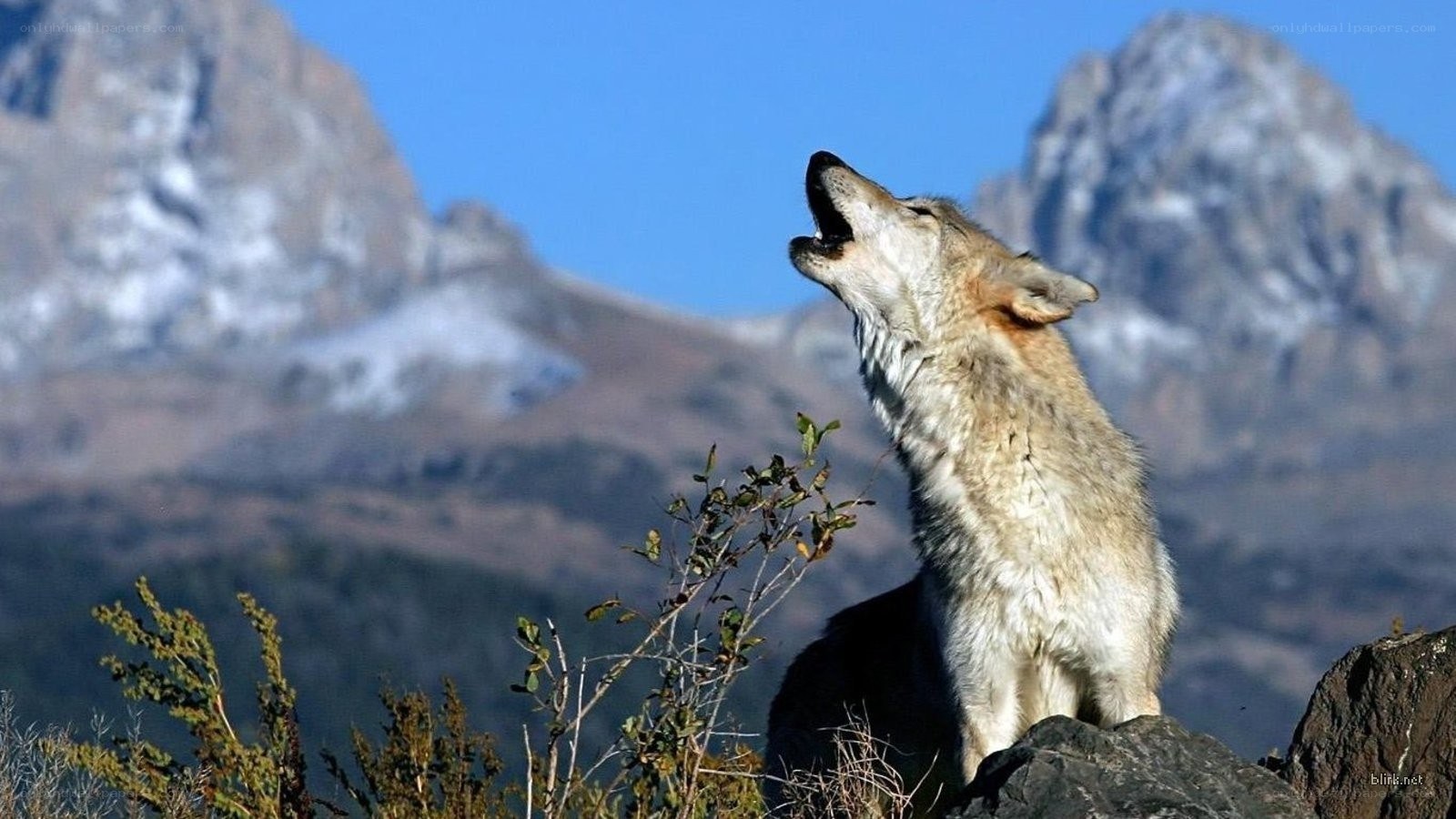 wolf howling on a mountain