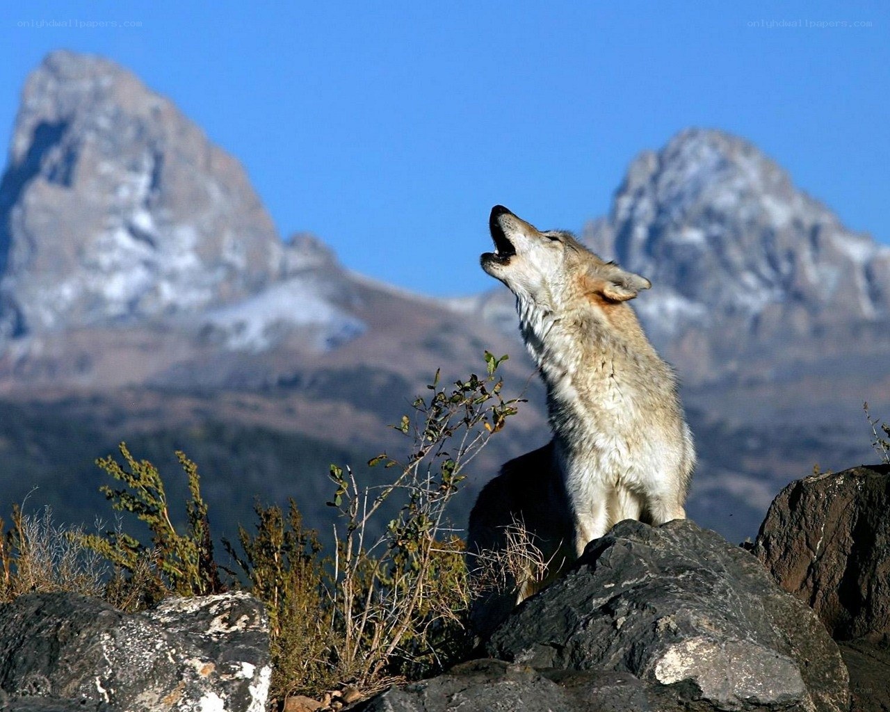 wolf howling on a mountain