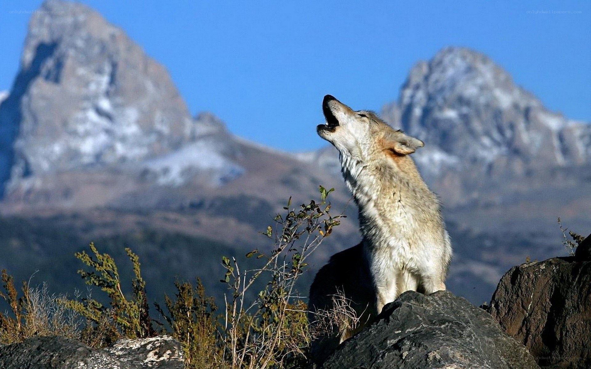 wolf howling on a mountain