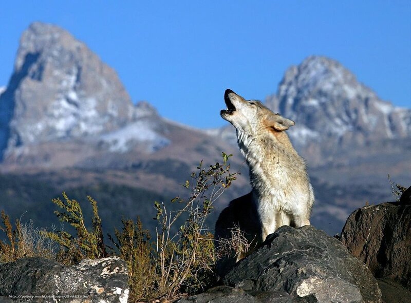 wolf howling on a mountain