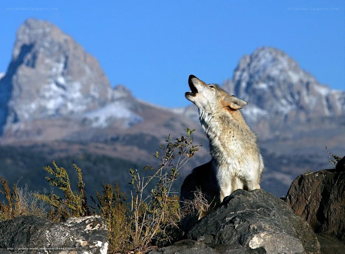 wolf howling on a mountain