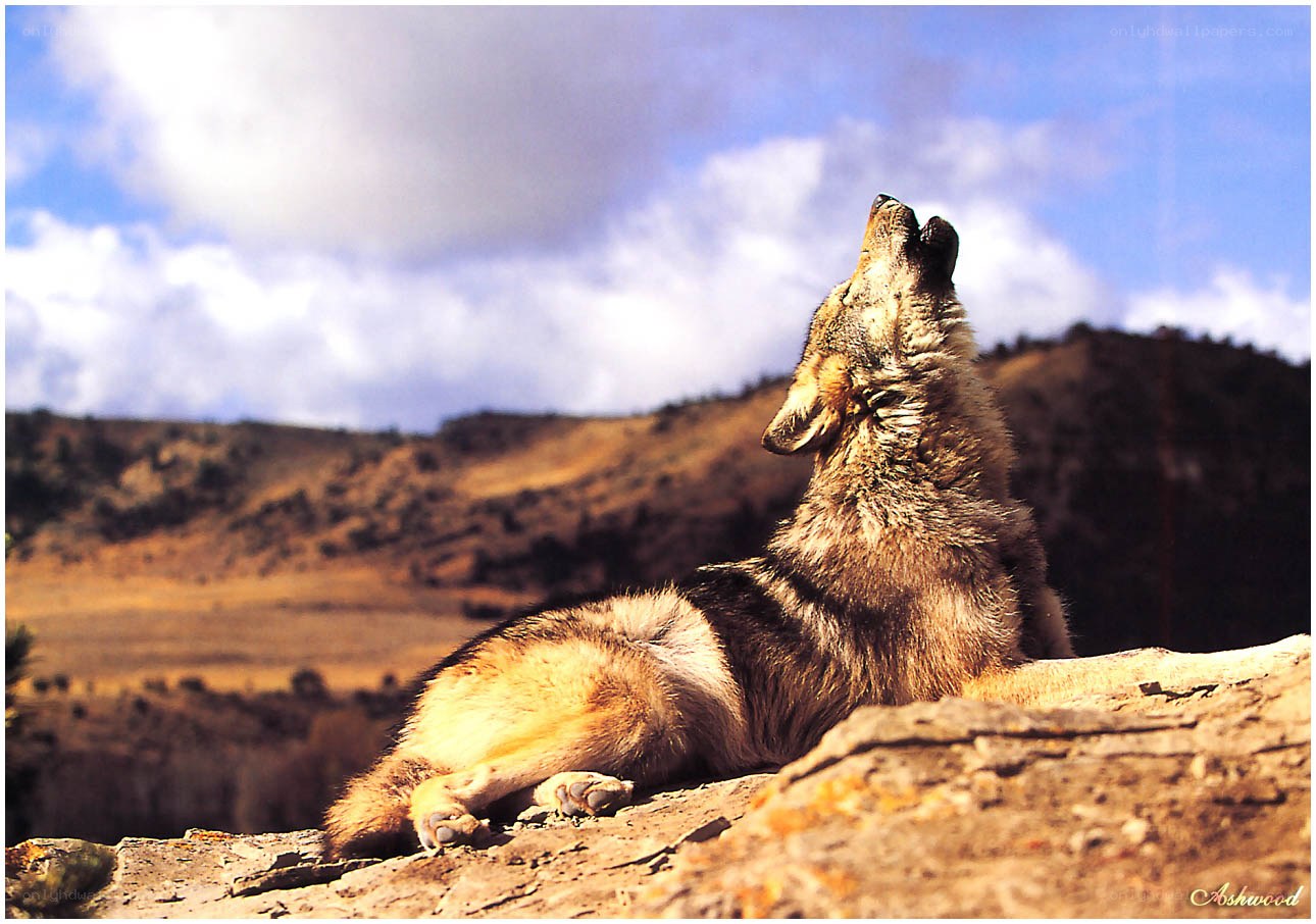 wolf howling on a rock
