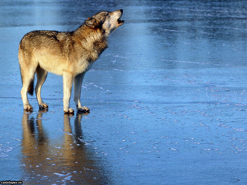 Wolf Howling on Ice — Blue