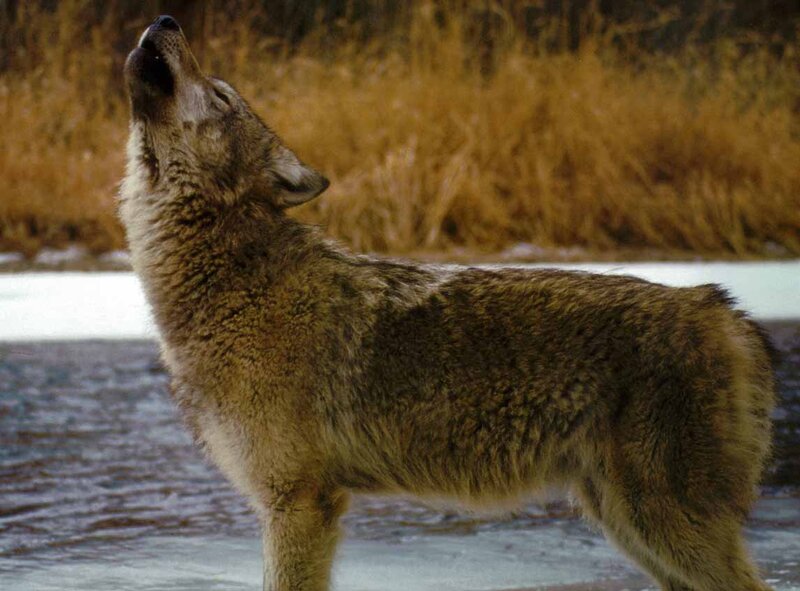 Wolf Howling on Ice — Brown