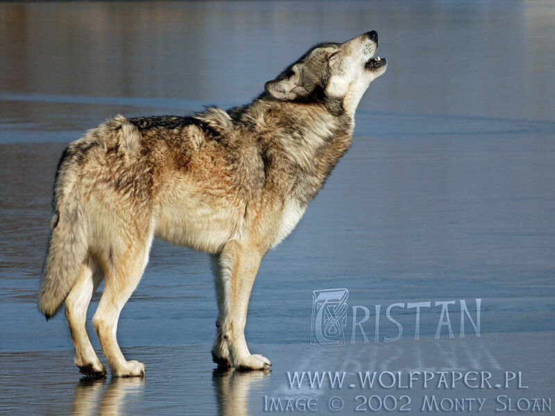 Wolf Howling on Ice