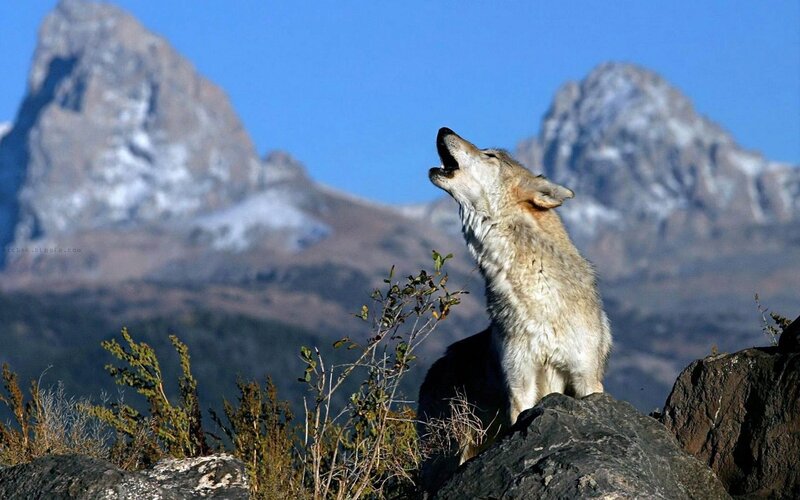 Wolf Howling on Rock — Blue, Dramatic, Afternoon, Photograph, Mountains, Sky, Bush