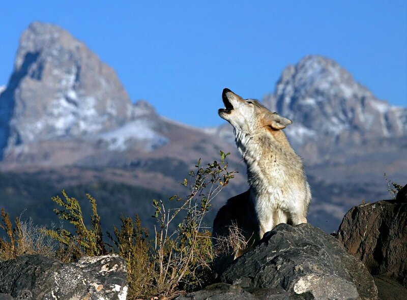Wolf Howling on Rock — Blue, Dramatic, Afternoon, Photograph, Mountains