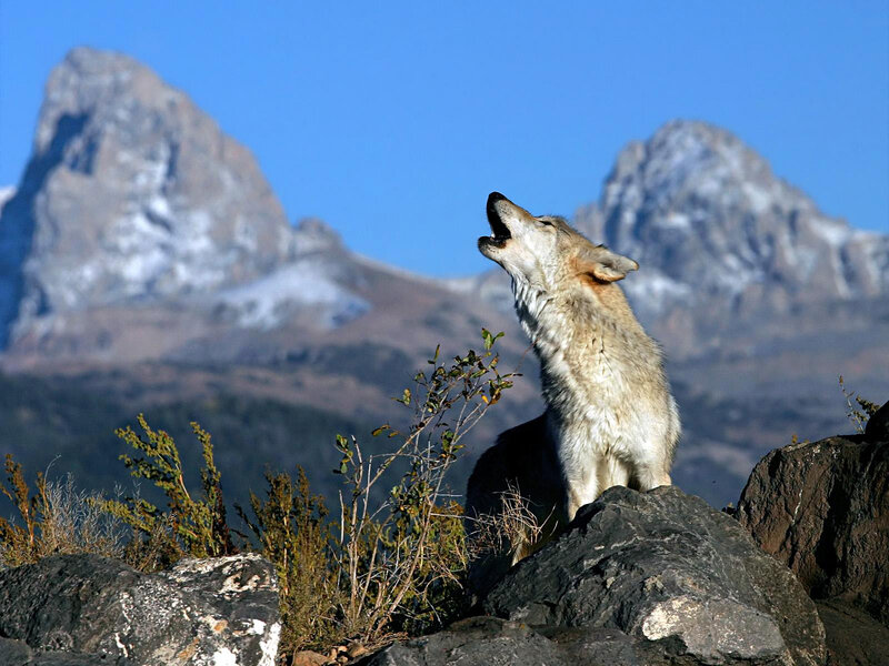 Wolf Howling on Rock — Blue, Dramatic, Afternoon, Photograph