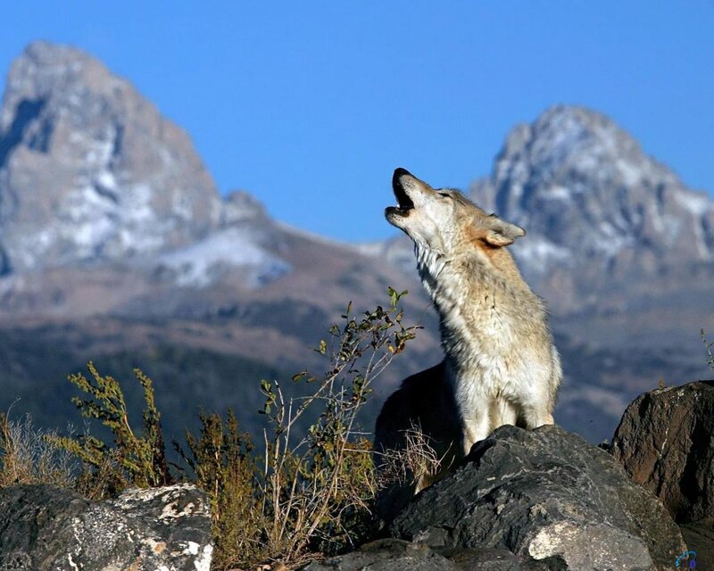 Wolf Howling on Rock — Blue, Dramatic, Afternoon