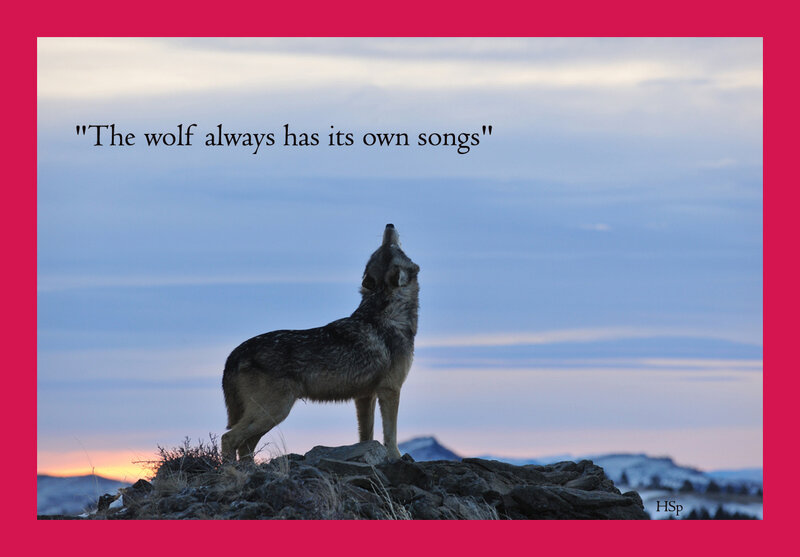 Wolf Howling on Rock — Blue, Serene